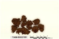 藏品(網苔屬)的圖片